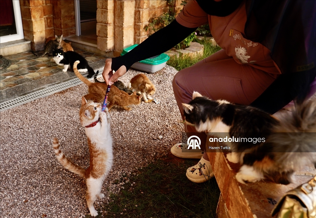 دلال 5 نجوم.. أول فندق للقطط في ليبيا بخدمات فاخرة