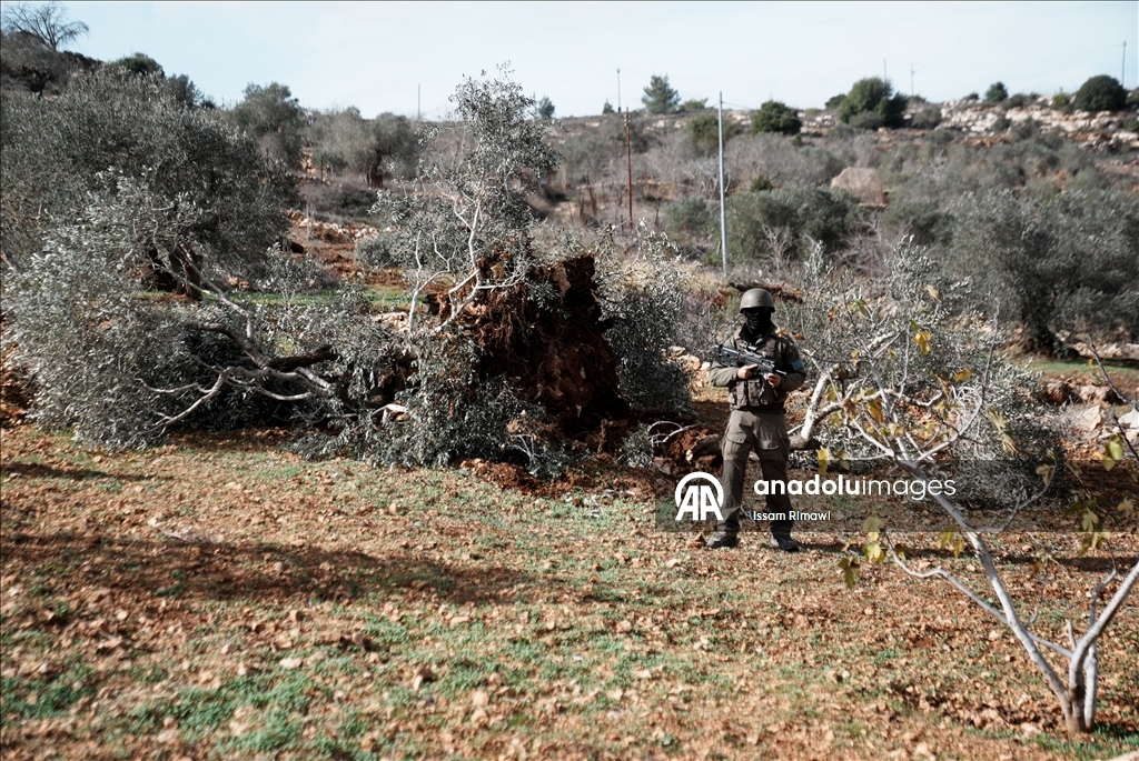 İsrail, Nablus’un güneyinde yüzlerce zeytin ağacını kökünden söktü