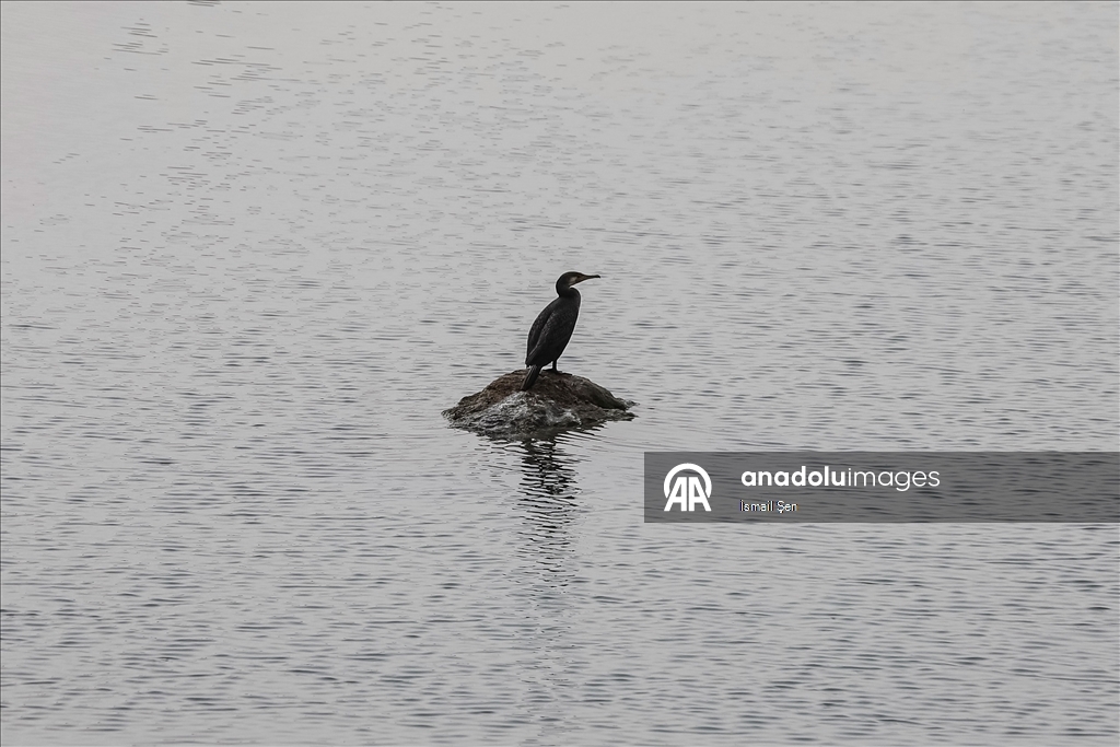 Elazığ'daki Cip Baraj Gölü farklı türde binlerce göçmen kuşu ağırlıyor