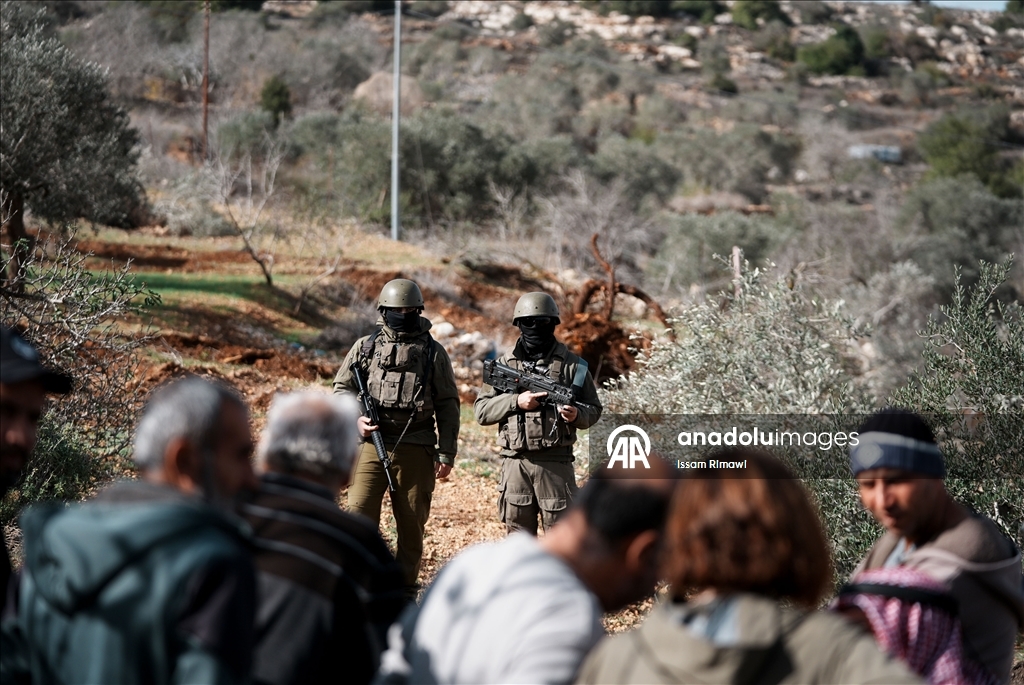 İsrail, Nablus’un güneyinde yüzlerce zeytin ağacını kökünden söktü
