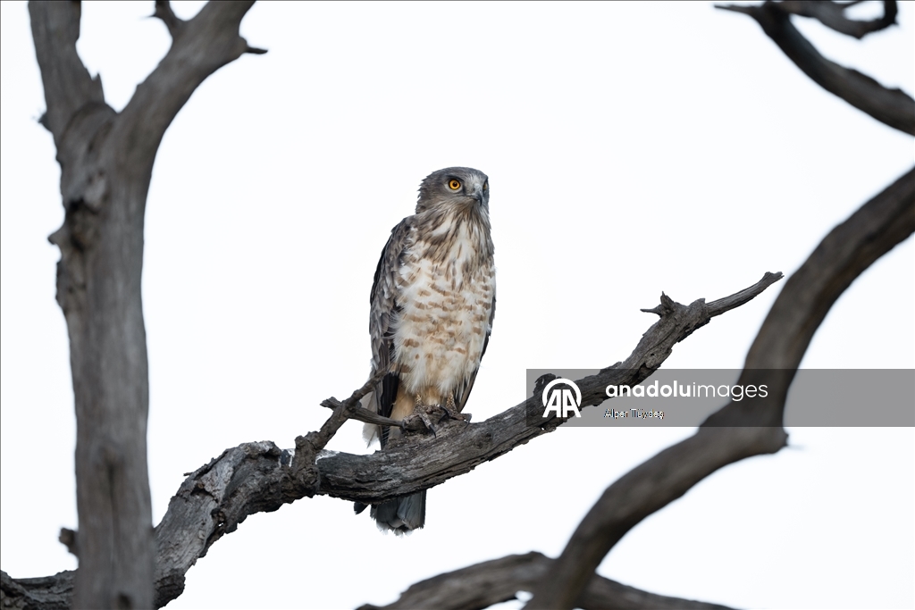 Лонгозные леса в районе Караджабей – место обитания орлов