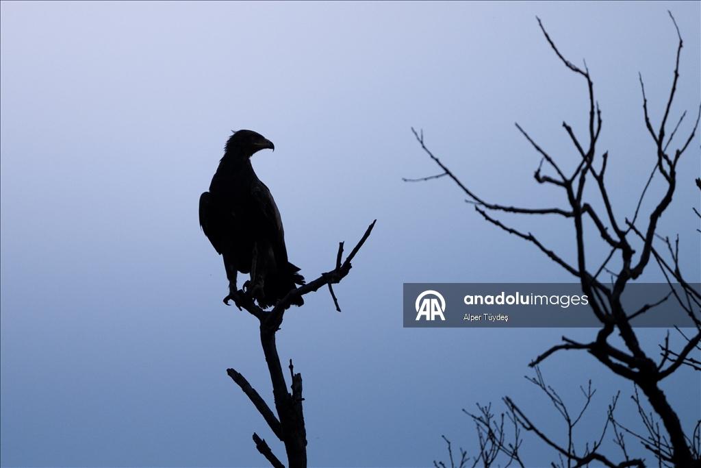 Лонгозные леса в районе Караджабей – место обитания орлов