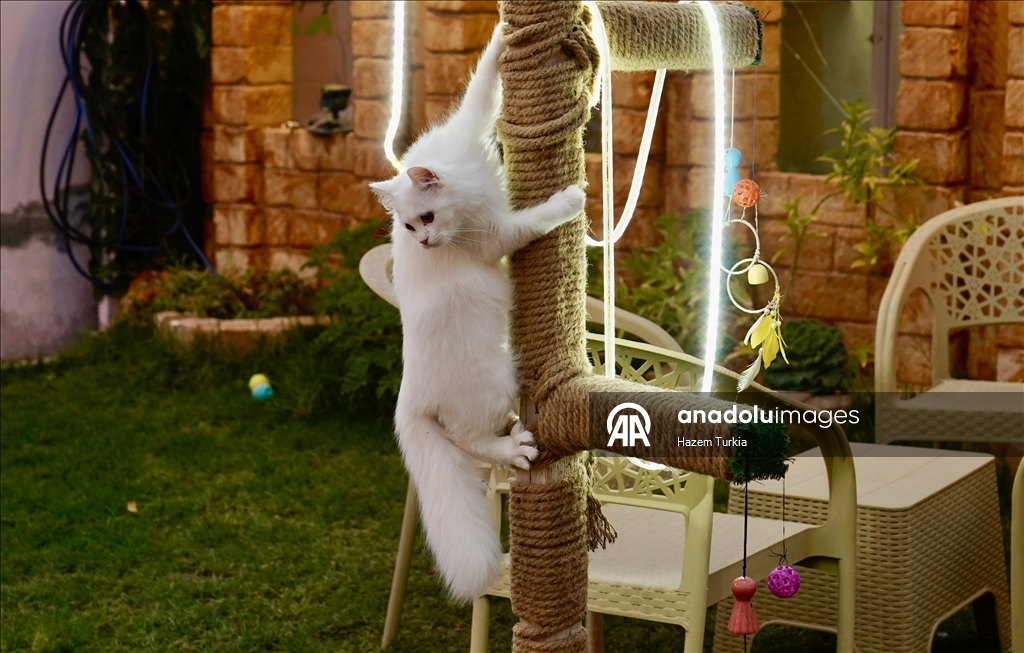 دلال 5 نجوم.. أول فندق للقطط في ليبيا بخدمات فاخرة