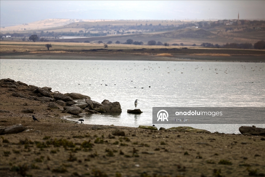 Elazığ'daki Cip Baraj Gölü farklı türde binlerce göçmen kuşu ağırlıyor
