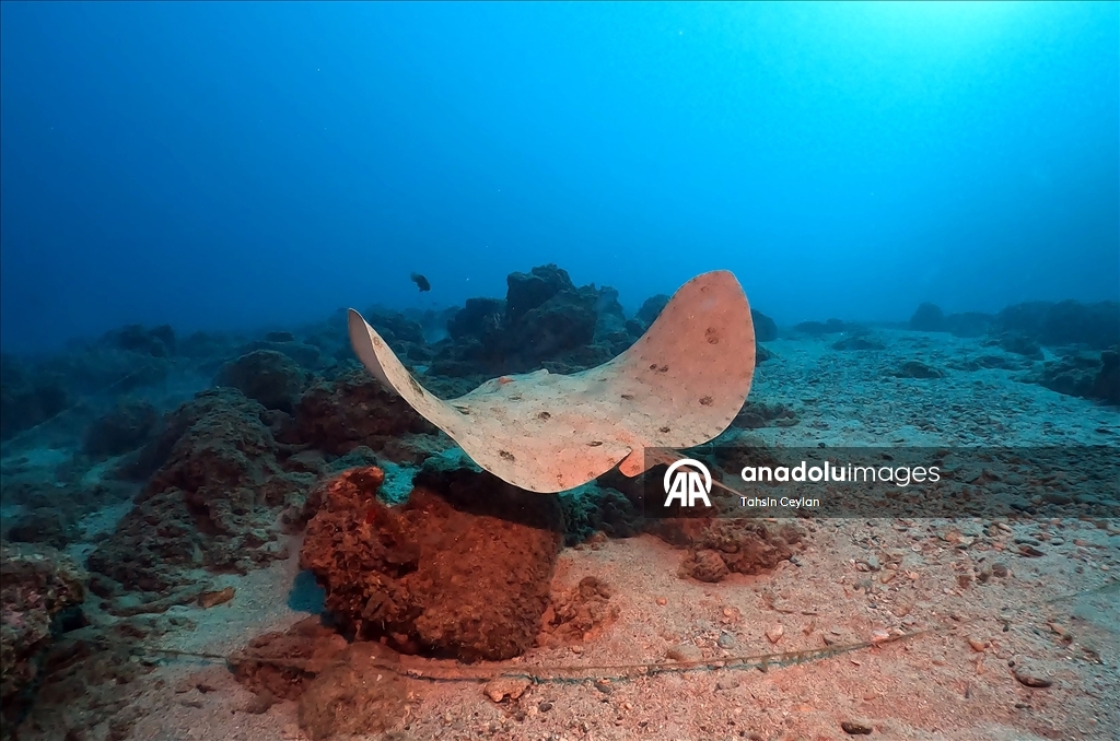 Doğu Akdeniz'in derinliklerine inen dalgıçlar canlıların renkli dünyasını görüntüledi