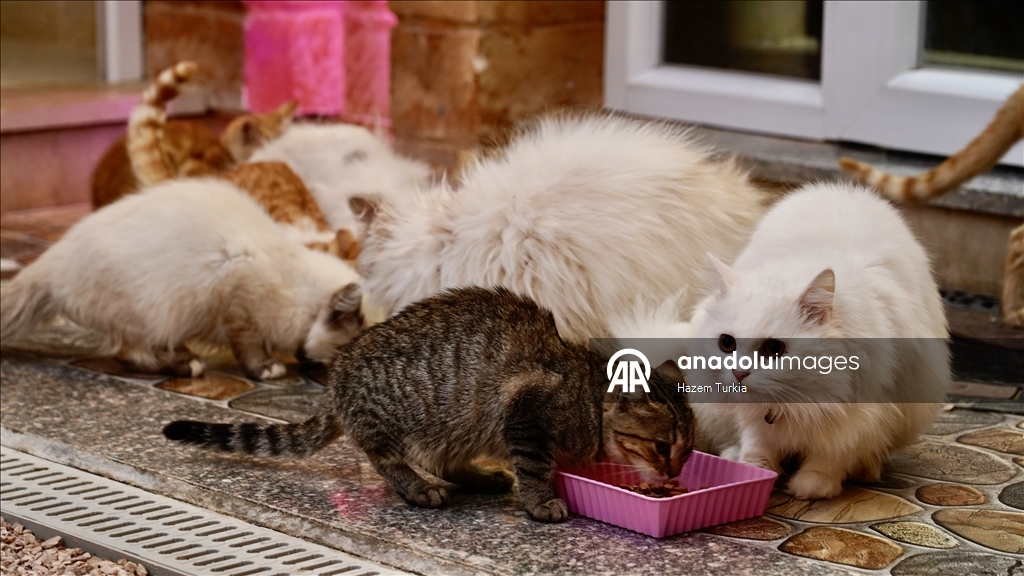 دلال 5 نجوم.. أول فندق للقطط في ليبيا بخدمات فاخرة