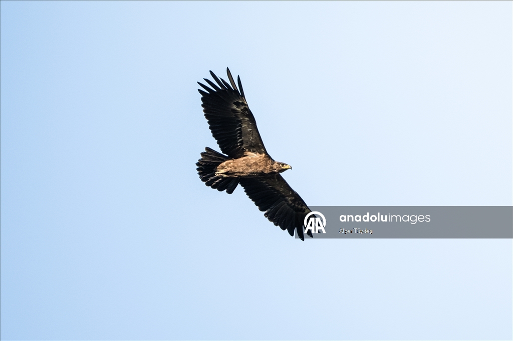 Лонгозные леса в районе Караджабей – место обитания орлов