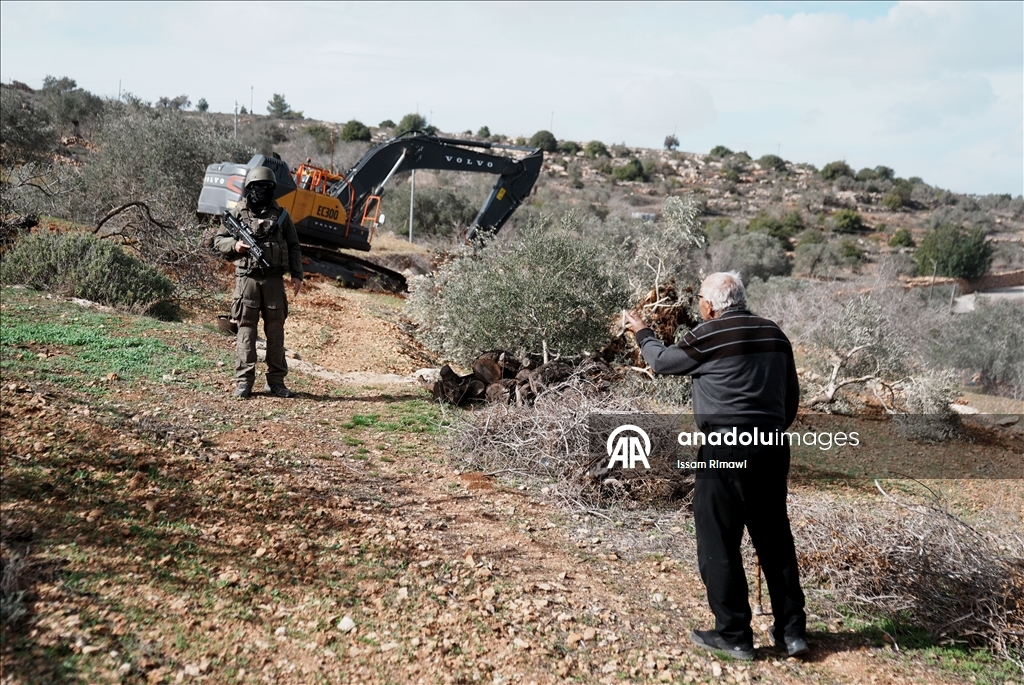 İsrail, Nablus’un güneyinde yüzlerce zeytin ağacını kökünden söktü