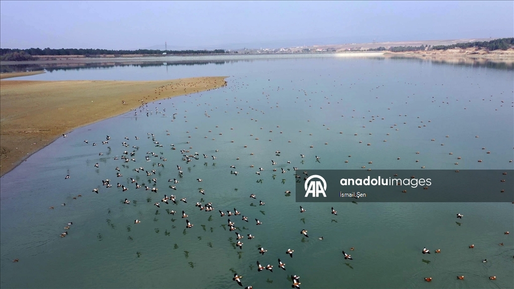 Elazığ'daki Cip Baraj Gölü farklı türde binlerce göçmen kuşu ağırlıyor