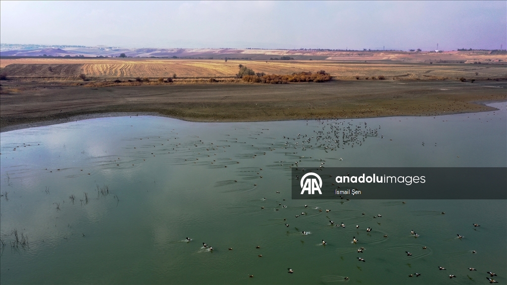 Elazığ'daki Cip Baraj Gölü farklı türde binlerce göçmen kuşu ağırlıyor