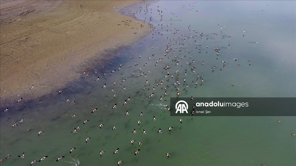 Elazığ'daki Cip Baraj Gölü farklı türde binlerce göçmen kuşu ağırlıyor