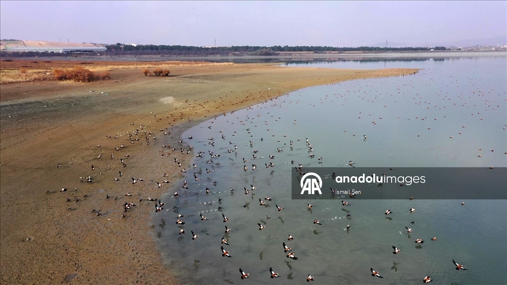 Elazığ'daki Cip Baraj Gölü farklı türde binlerce göçmen kuşu ağırlıyor