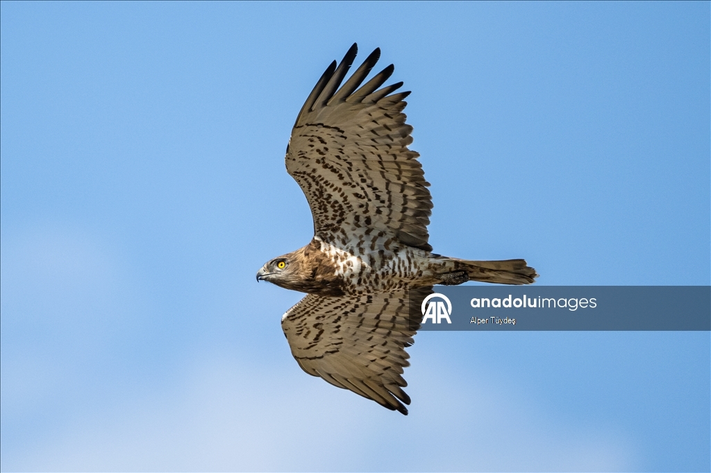 Лонгозные леса в районе Караджабей – место обитания орлов