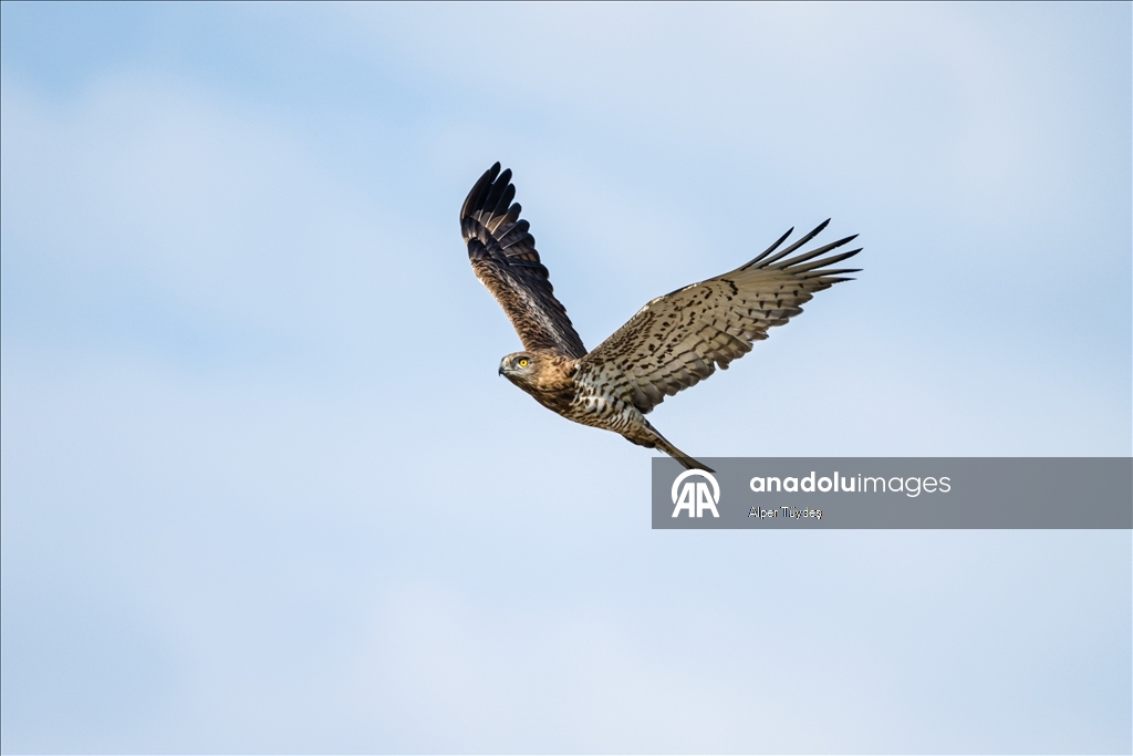 Лонгозные леса в районе Караджабей – место обитания орлов