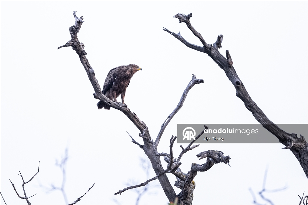 Лонгозные леса в районе Караджабей – место обитания орлов