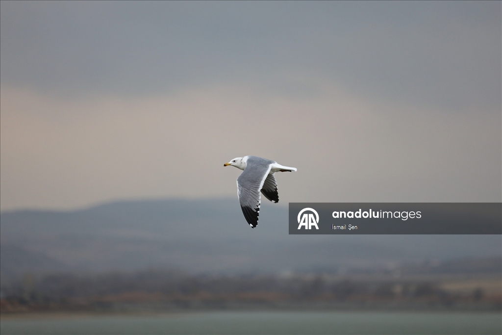 Elazığ'daki Cip Baraj Gölü farklı türde binlerce göçmen kuşu ağırlıyor