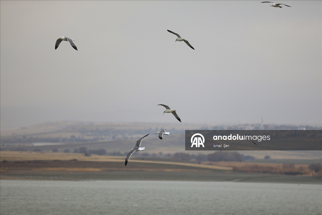 Elazığ'daki Cip Baraj Gölü farklı türde binlerce göçmen kuşu ağırlıyor