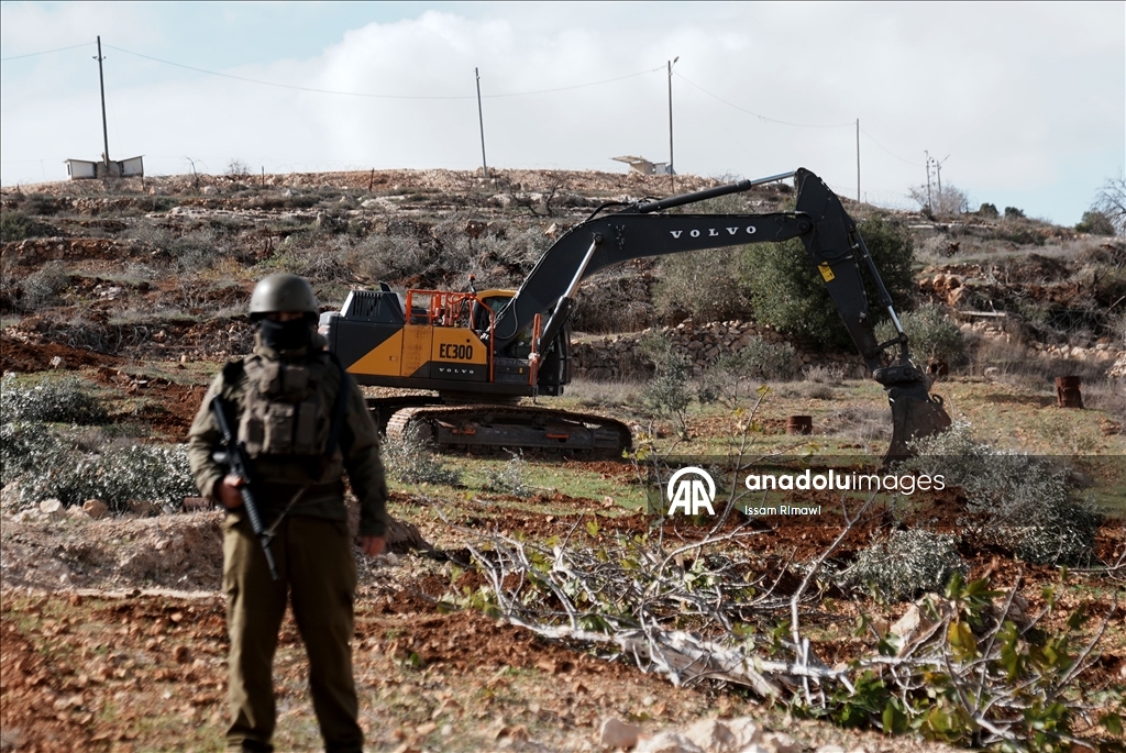 İsrail, Nablus’un güneyinde yüzlerce zeytin ağacını kökünden söktü