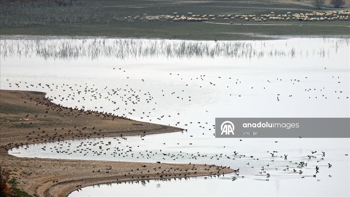Elazığ'daki Cip Baraj Gölü farklı türde binlerce göçmen kuşu ağırlıyor