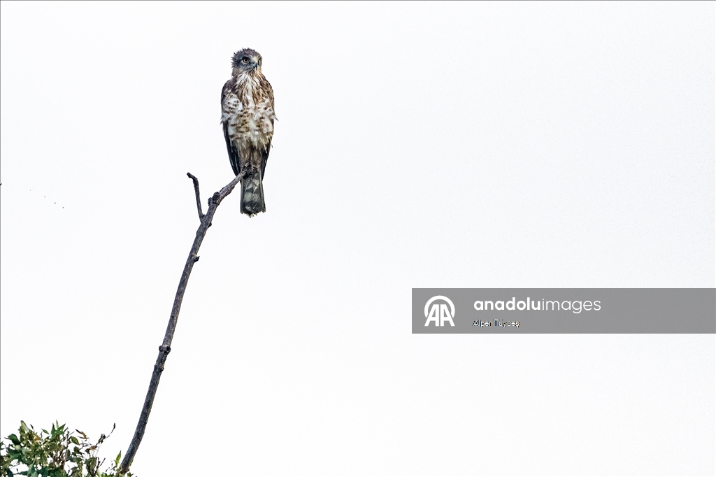 Лонгозные леса в районе Караджабей – место обитания орлов