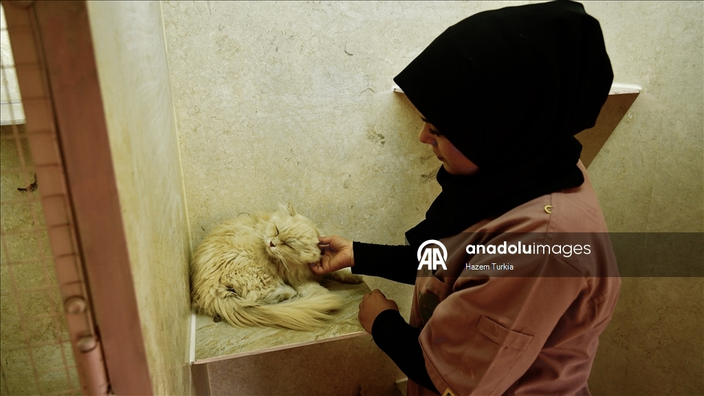 دلال 5 نجوم.. أول فندق للقطط في ليبيا بخدمات فاخرة