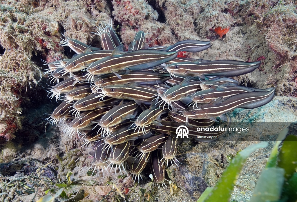 Doğu Akdeniz'in derinliklerine inen dalgıçlar canlıların renkli dünyasını görüntüledi