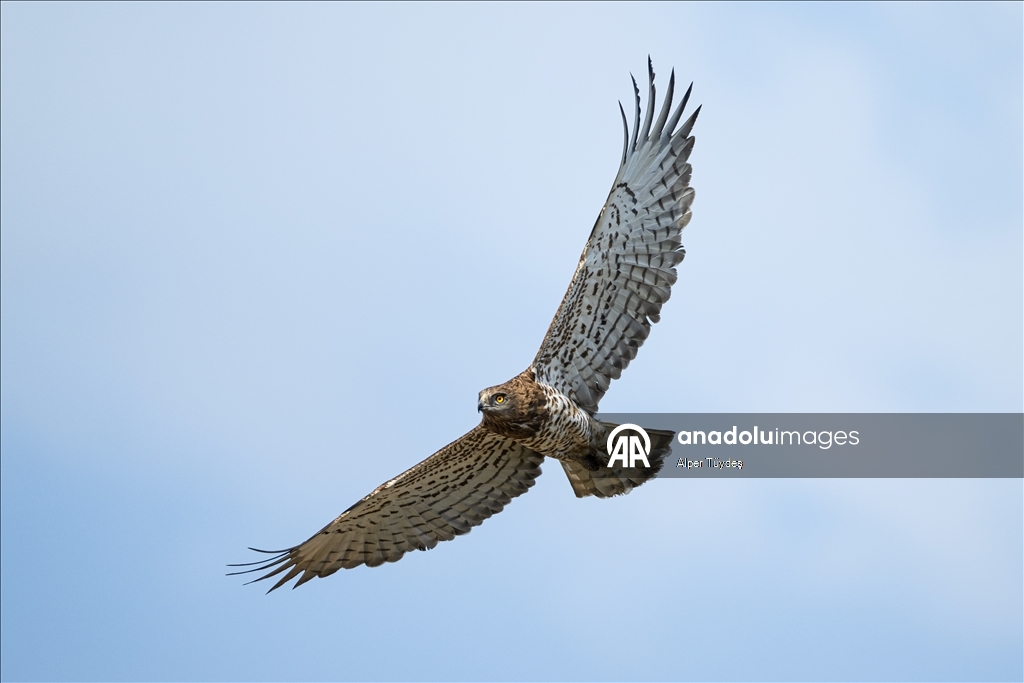 Лонгозные леса в районе Караджабей – место обитания орлов