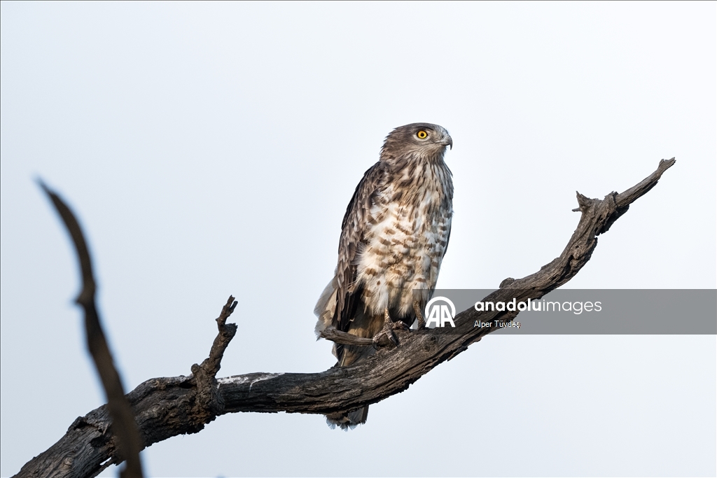 Лонгозные леса в районе Караджабей – место обитания орлов