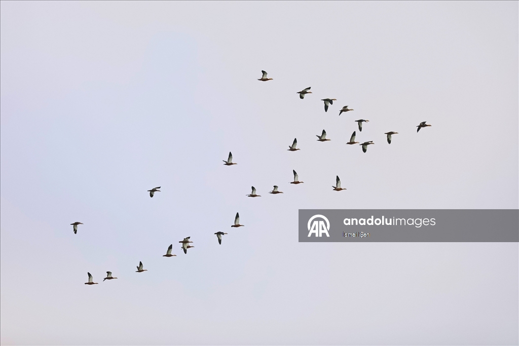 Elazığ'daki Cip Baraj Gölü farklı türde binlerce göçmen kuşu ağırlıyor