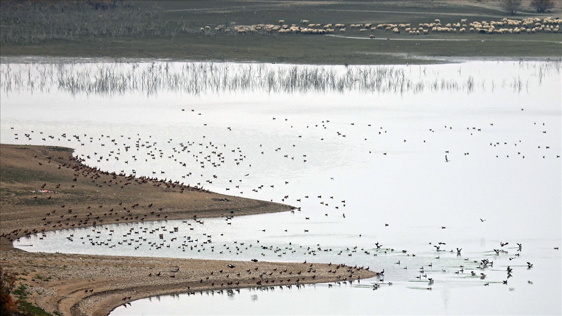 Elazığ'daki Cip Baraj Gölü farklı türde binlerce göçmen kuşu ağırlıyor
