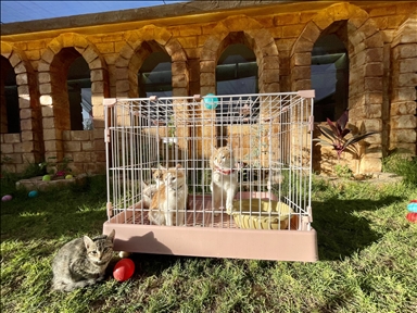 دلال 5 نجوم.. أول فندق للقطط في ليبيا بخدمات فاخرة