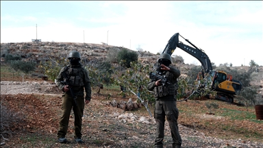 İsrail, Nablus’un güneyinde yüzlerce zeytin ağacını kökünden söktü