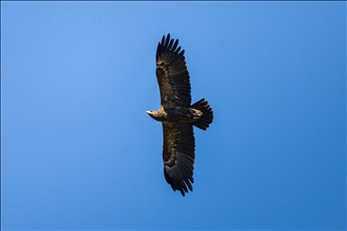 Лонгозные леса в районе Караджабей – место обитания орлов