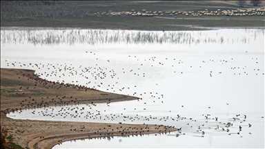 Elazığ'daki Cip Baraj Gölü farklı türde binlerce göçmen kuşu ağırlıyor
