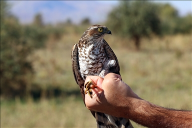 В орнитологическом парке в Игдыре окольцованы тысячи птиц