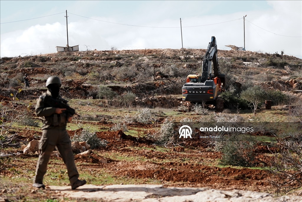 Израиль уничтожил сотни оливковых деревьев на Западном берегу