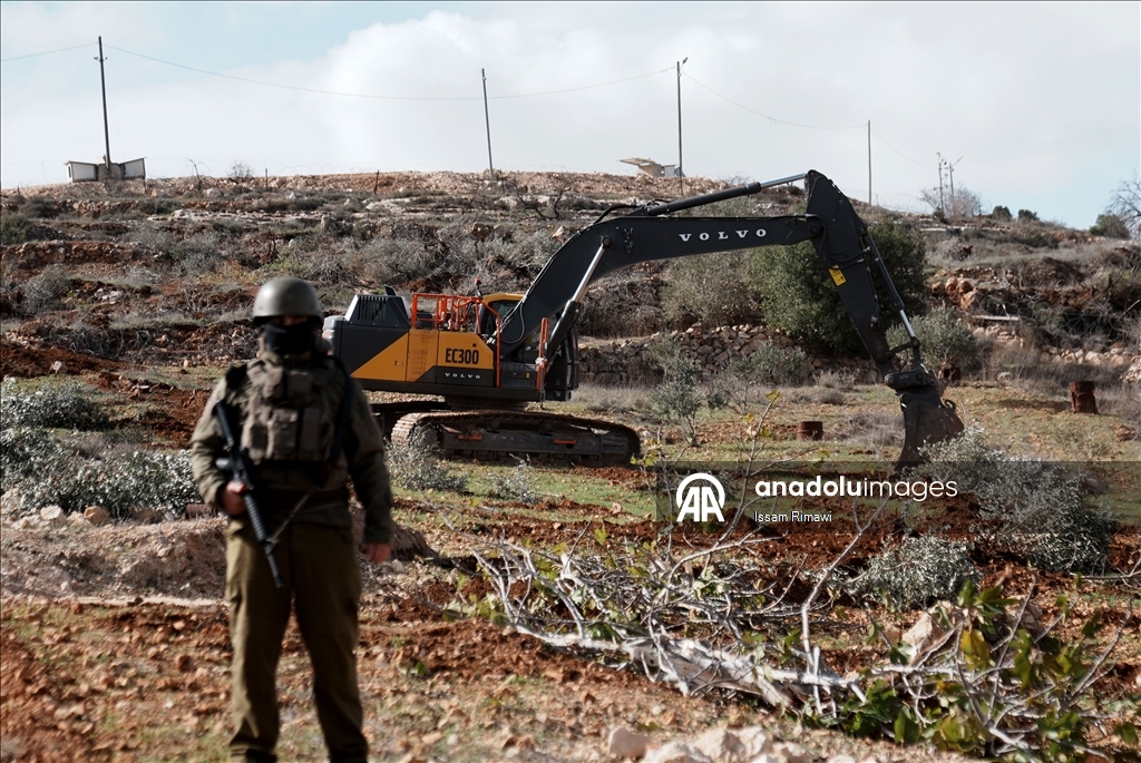 Израиль уничтожил сотни оливковых деревьев на Западном берегу