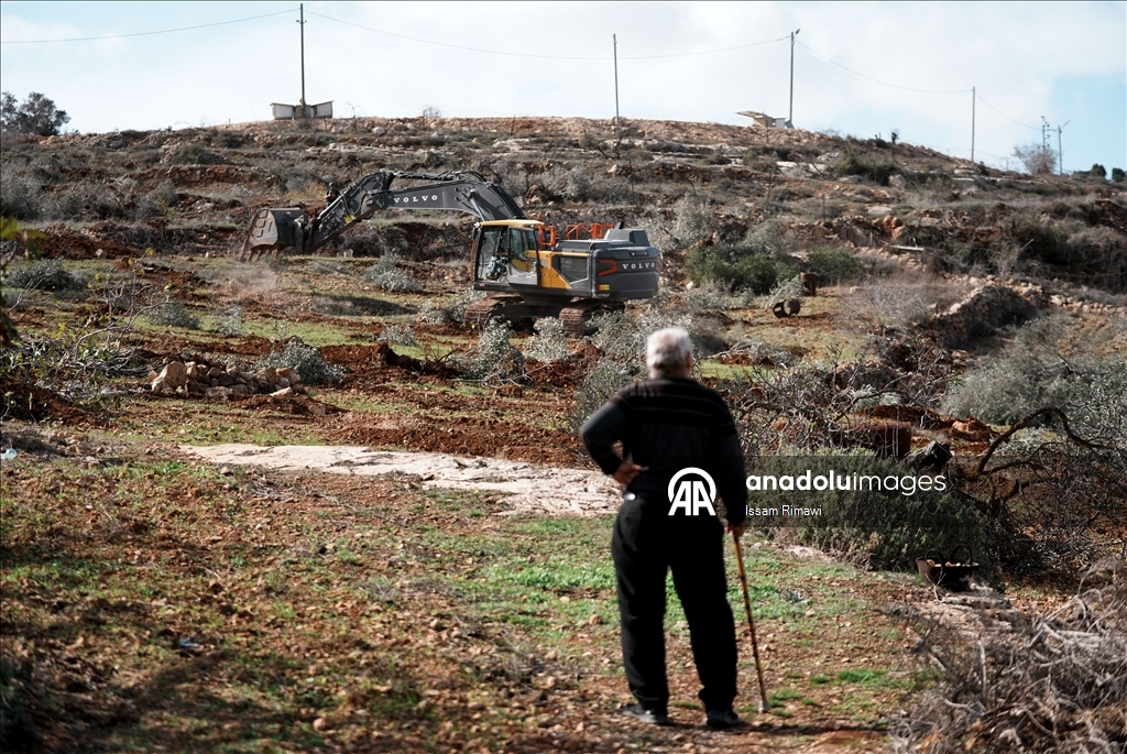 Израиль уничтожил сотни оливковых деревьев на Западном берегу