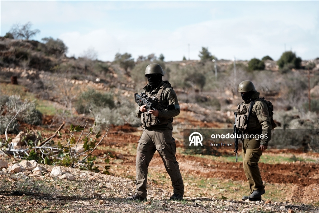 Израиль уничтожил сотни оливковых деревьев на Западном берегу