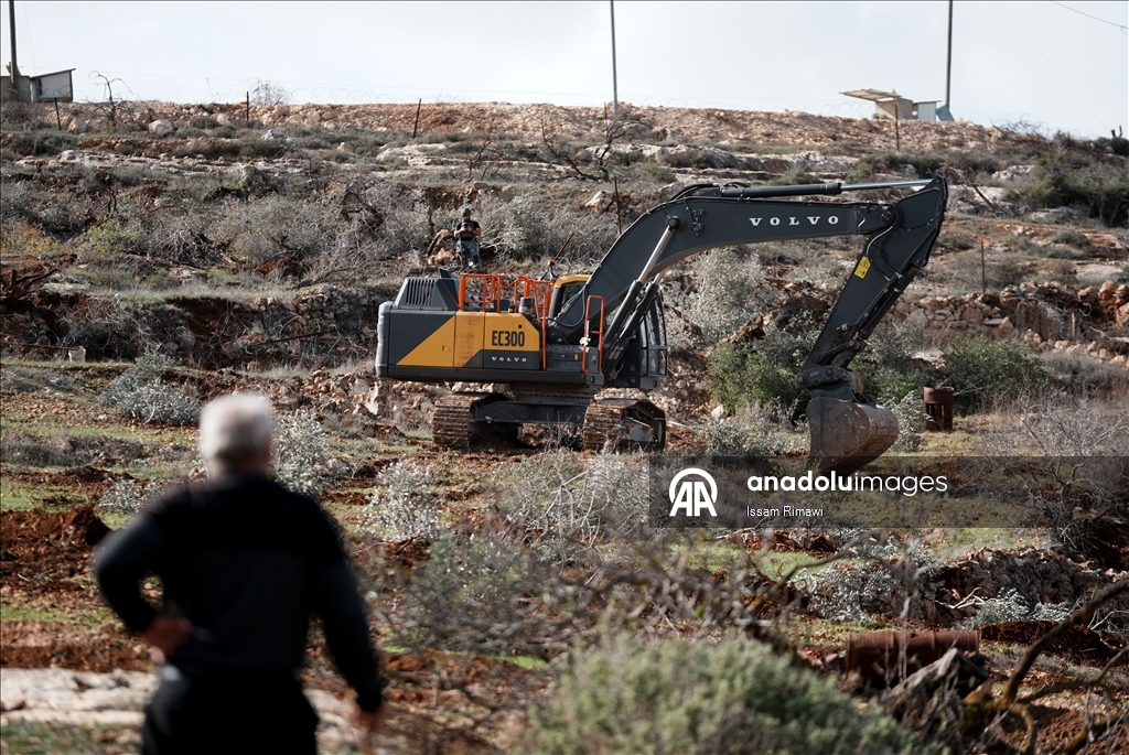 Израиль уничтожил сотни оливковых деревьев на Западном берегу