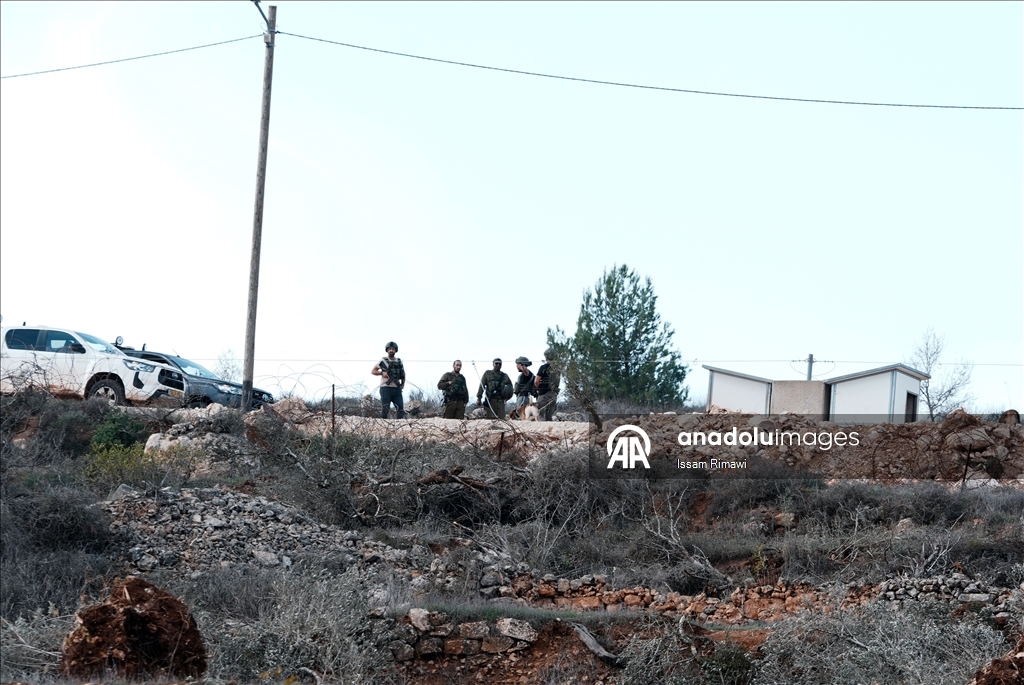 Израиль уничтожил сотни оливковых деревьев на Западном берегу