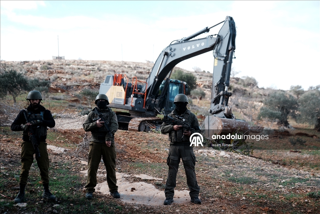 Израиль уничтожил сотни оливковых деревьев на Западном берегу