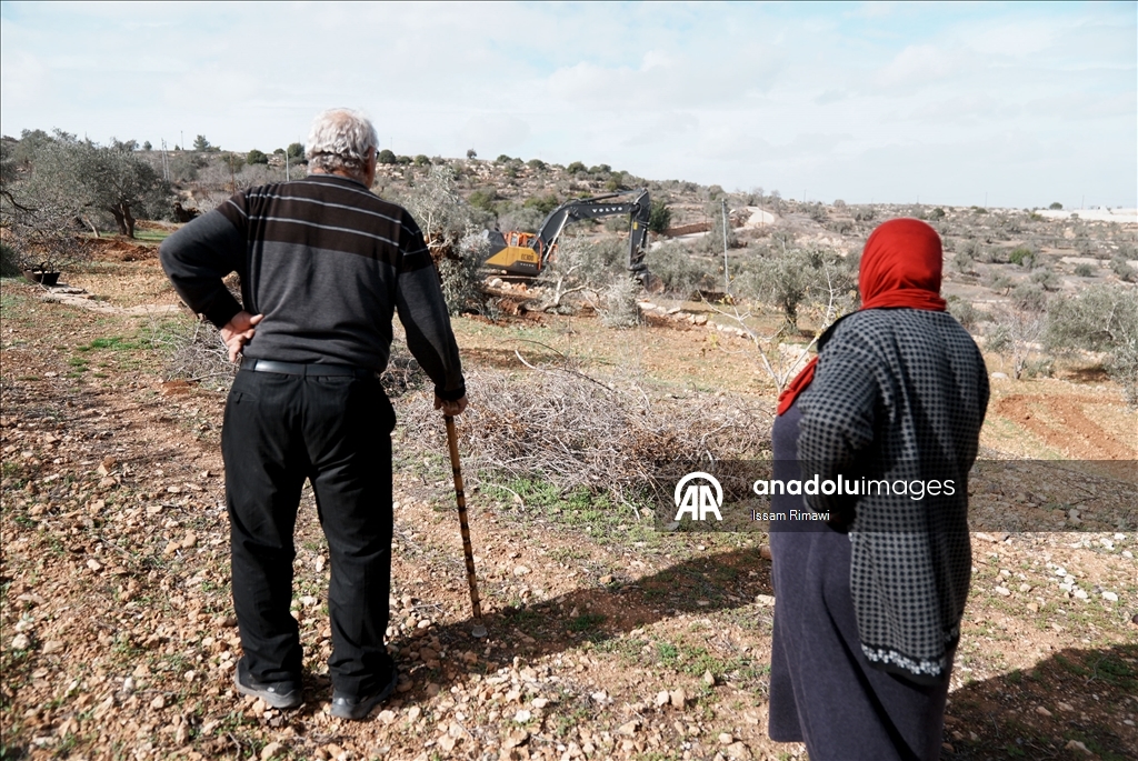 Израиль уничтожил сотни оливковых деревьев на Западном берегу