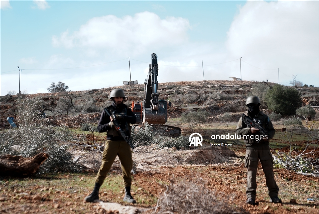 Израиль уничтожил сотни оливковых деревьев на Западном берегу