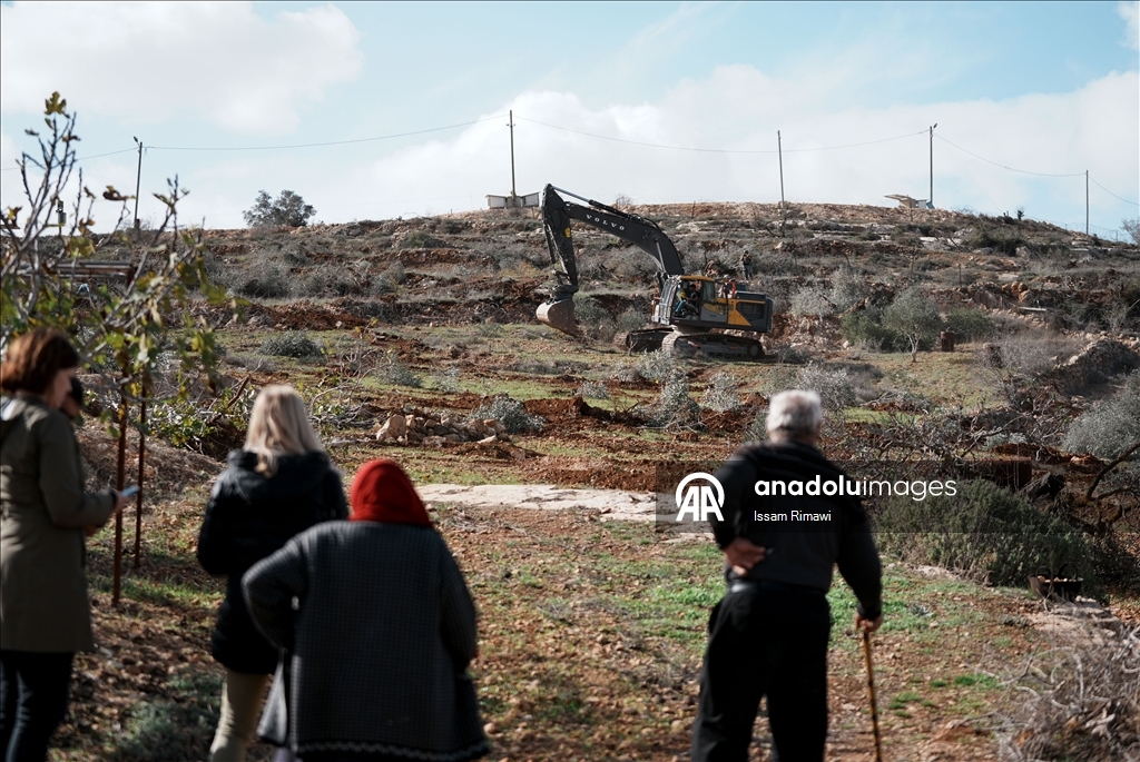 Израиль уничтожил сотни оливковых деревьев на Западном берегу