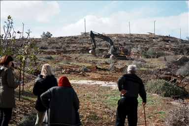 Израиль уничтожил сотни оливковых деревьев на Западном берегу