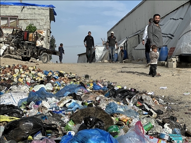 Израиль уничтожил сотни оливковых деревьев на Западном берегу