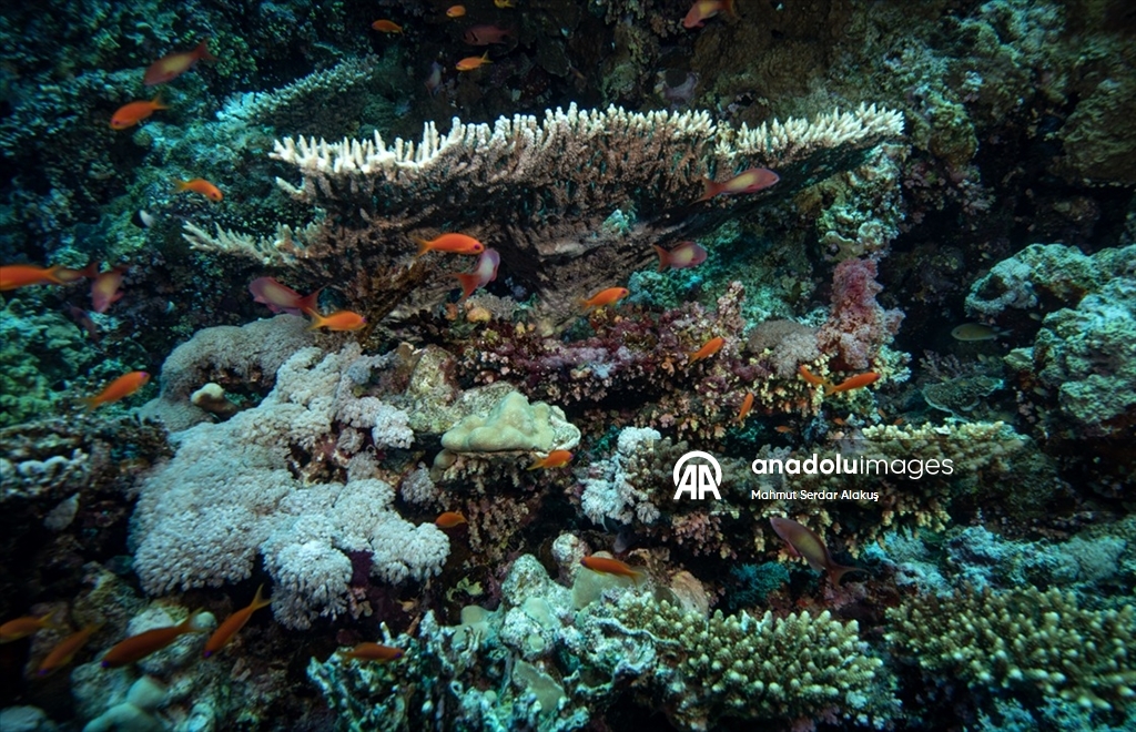 Su altında açan renkli bahçeler: Kızıldeniz Mercanları