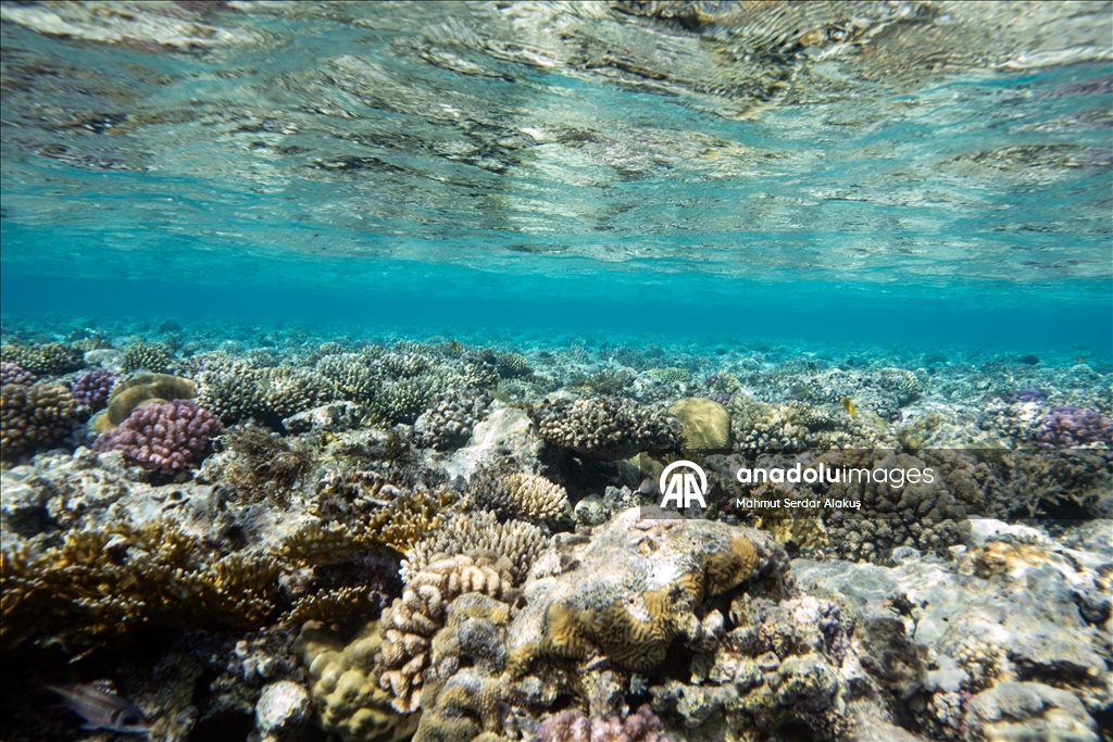 Red Sea’s Diversity and Coral Reefs