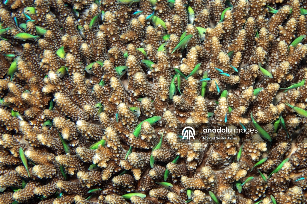 Red Sea’s Diversity and Coral Reefs
